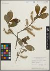 Foto von Salix piperi Bebb